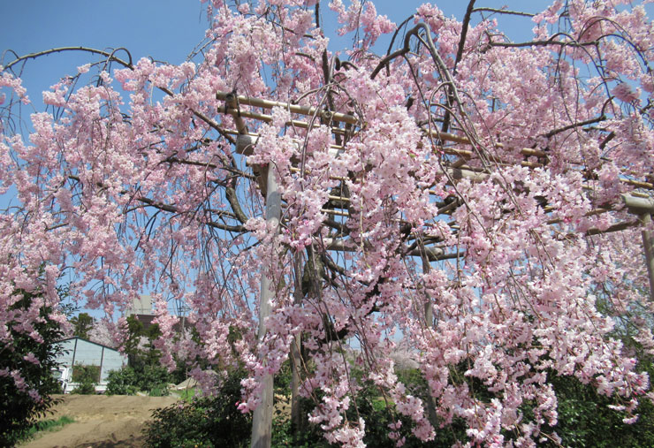 しだれ桜