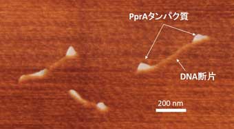 PprAは直鎖状二本鎖DNAの末端に結合します