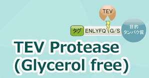 TEV Protease