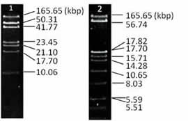 agarose-h_data1