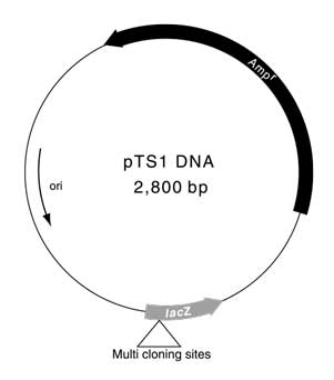 pts1-dna