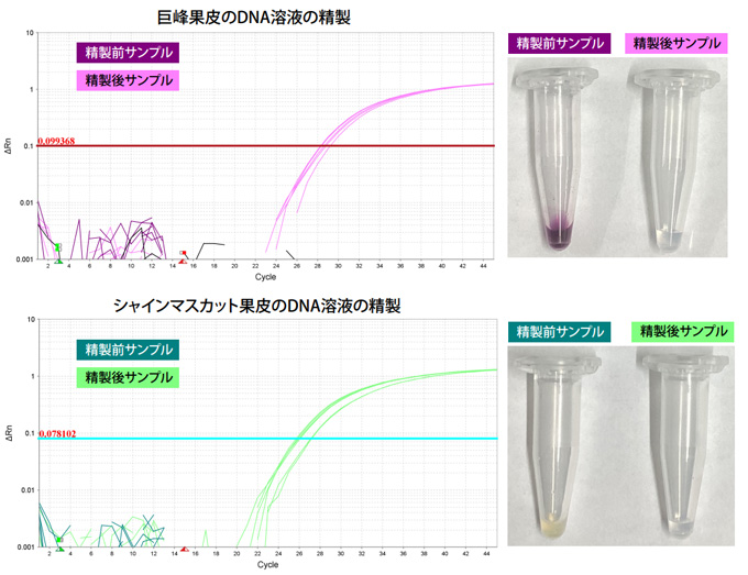 巨峰およびシャインマスカットから抽出したDNA溶液のクリーンアップ