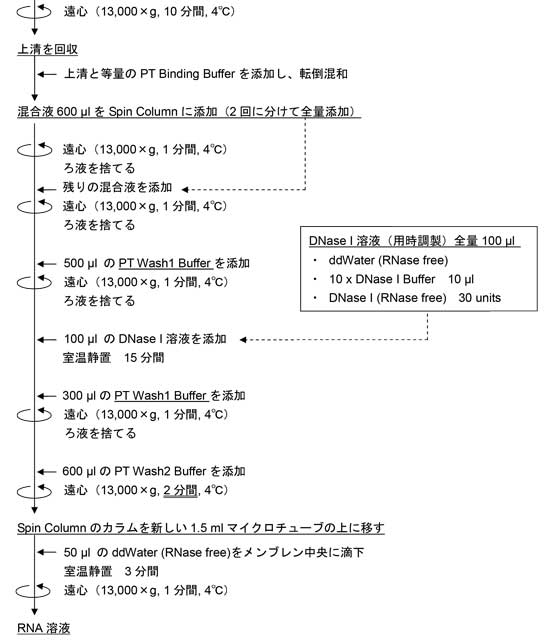 protocol