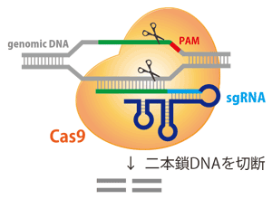 Cas9 Nuclease protein NLS
