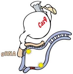 Cas9 Nuclease ニッポンジーン