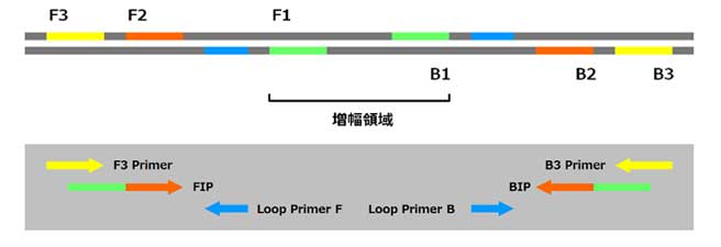 Lamp プライマー設計 合成サービス